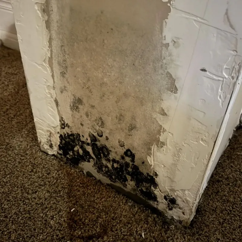 Professional Mold Removal in North Baltimore, OH